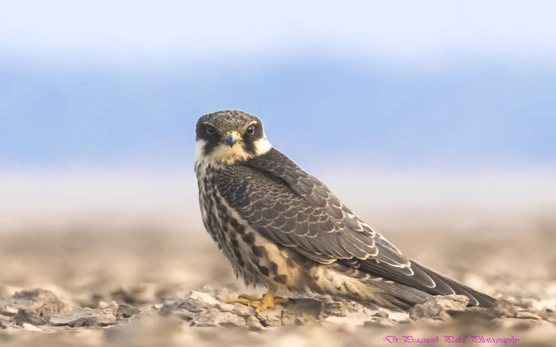 Eurasian Hobby